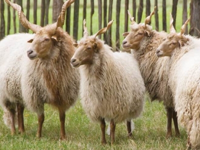 Racka schaap - De Zonnegloed - Dierenpark - Dieren opvangcentrum - Sanctuary